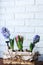 Young colored hyacinths in a box