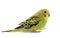 Young colorful budgerigar