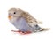 Young colorful budgerigar