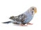 Young colorful budgerigar