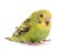 Young colorful budgerigar