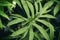 Young colorful foliage, tropical exotic plant, vivid green leaf. Natural pattern, exotic botanical backdrop