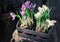 A young colourful hyacinth in an old wooden shed