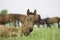 A young colt close up lying on the field in the green grass against the background of the herd and looks at the camera