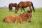 A young colt close up lying on the field in the green grass against the background of the herd and looks at the camera