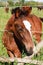 Young colt horse