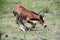 Young colt kneeling in pasture