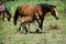 Young colt with mare