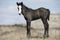 Young colt in Roosevelt National Park