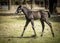 Young colt walking in a pasture