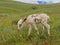 A young colt walks on a meadow at Custer State Park, South Dakota