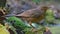 Young Common blackbird near a water pond on mossy stag in high dimension