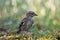 Young Common Chaffinch Fringilla coelebs in the wild