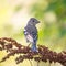 Young Common Chaffinch Fringilla coelebs in the wild