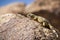 Young Common Chuckwalla Sauromalus ater lounging on a rock, Joshua Tree National Park, California