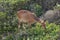 A young common duiker, a small antelope, in the fynbos near Nature`s Valley, South Africa.