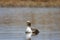 Young Common Eider Duck swimming in a small pond