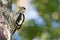 Young common european woodpecker