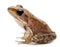 Young Common Frog, Rana temporaria