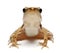 Young Common Frog, Rana temporaria
