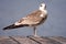 Young Common Gull