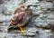 Young common kestrel