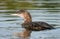 Young Common loon