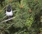 Young Common Magpie Pica