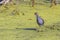 Young Common Moorehen, Gallinule Walking In Shallow Water