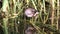 A young the Common Moorhen Gallinula chloropus