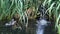 A young the Common Moorhen `swamp chicken` Gallinula chloropus