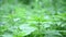 Young common nettle plant in the wind. Video static camera.