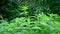 Young common nettle plant in the wind. Video static camera.