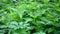 Young common nettle plant in the wind. Video static camera.