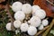 Young common puffball mushroom cluster with leaves and moss
