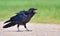 Young Common Raven goes on his way while loudly crying and shouting