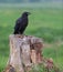 Young Common raven sits on an old large stump