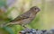 Young common rosefinch perched in shadow at close distance