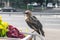 Young common Starling in a big city.