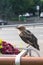 Young common Starling in a big city.