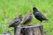 Young common starlings