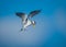 Young common tern in hunting flight in Florida