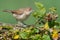 Young Common whitethroat posing on old branch near a rasberry bush