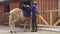 Young Competitive Woman Saddling Up Her Horse In A Stable For The Competition