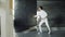 Young concentrated fencer man practice fencing exercises and training for Olympic games competition in studio indoors