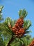 Young cones of a pine ordinary (Pinus sylvestris L. )