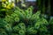 Young conifer branches. Fir-tree background.