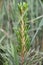 Young conifer - pine tree growing in garden grass