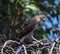 A young Cooper`s Hawk on dead tree