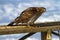 Young Cooper`s Hawk with Leg Band Snow Background